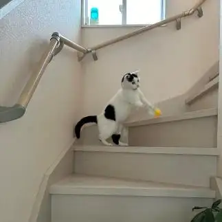 わんぱくすぎるネコ　　みゅうさん