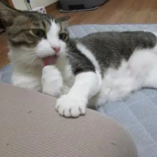 お札数える時はこう！っぽすぎるネコ　　winchanmamaさん