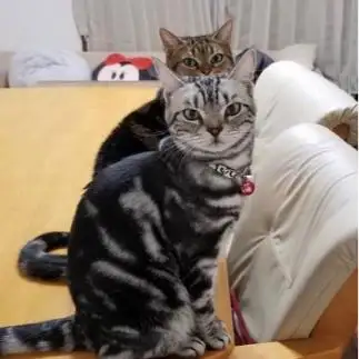 シンクロすぎるネコ　　はるさん