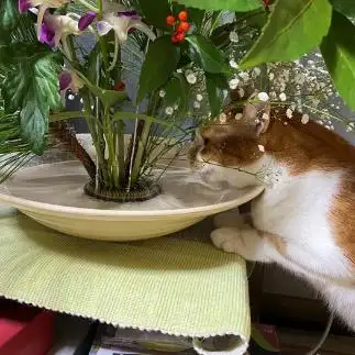 美味しすぎるネコ　　阿月猫さん