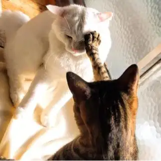 あっごめん！…的を外しすぎるネコ　　油猫丸さん