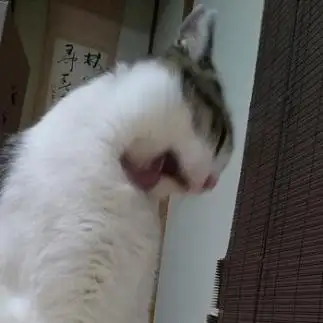 綺麗好きすぎるネコ　　おまんじゅうちゃんさん