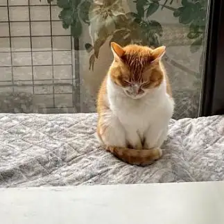 申し訳無さすぎるネコ　　みどりんさん