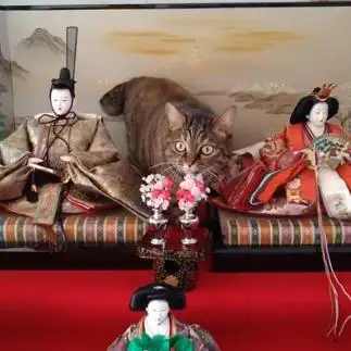 ひな祭りすぎるネコ　　ゆうきさん