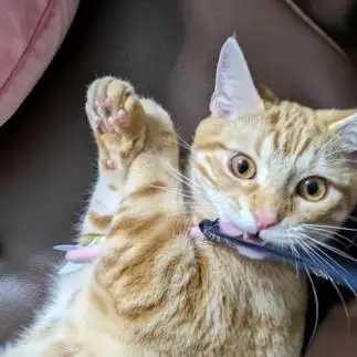 マイケルすぎるネコ　　オカンちゃんさん