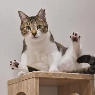 開脚すぎるネコ　　はなっしーさん