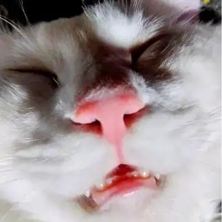 悪夢にうなされ顔がシワシワになりすぎるネコ　　油猫丸さん