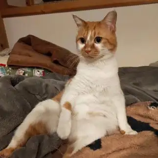 オジサンすぎるネコ　　花猫さん