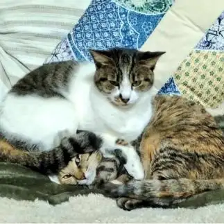 周りが見えて無さすぎるネコ　　ひまわり屋ひまさん