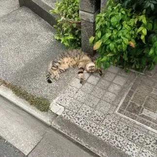 無防備すぎるネコ　　ぽんぽこさん