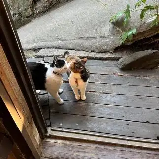 仲良しすぎるネコ　　ゆみちぃさん