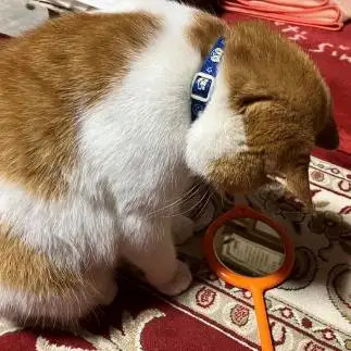 鏡に夢中すぎるネコ　　３匹のネコさん