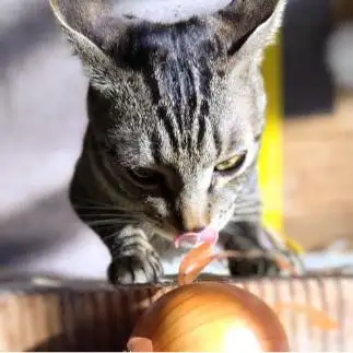今日の夕飯なんじゃらほい…気にしすぎるネコ　　油猫丸さん