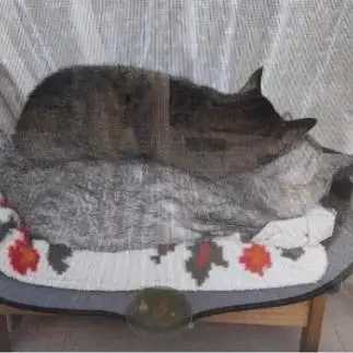 鏡餅すぎるネコ　　ミロルナのママさん