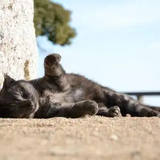 やる気ない招き猫すぎるネコ　　仙城 彩漓さん