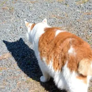 影まで猫すぎるネコ　　仙城 彩漓さん