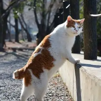 別の生き物すぎるネコ　　仙城 彩漓さん