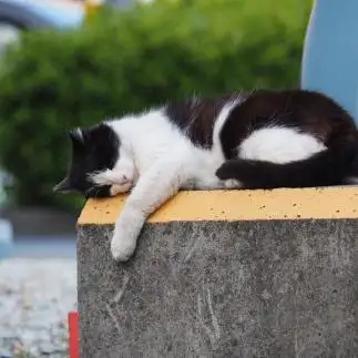 だるーすぎるネコ　　黒猫カレンさん