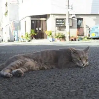 だるーすぎるネコ　　黒猫カレンさん