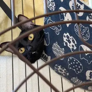 出っ歯？すぎるネコ　　おまめちゃんさん