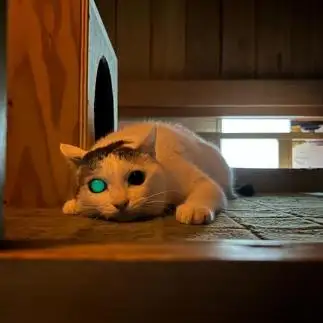 ターミネーターすぎるネコ　　しゅりさん