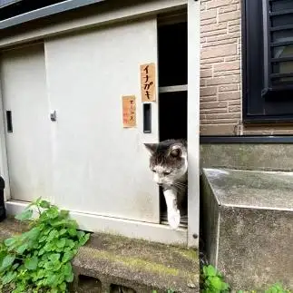 小屋から出るのに必死すぎるネコ　　MIKIJINさん