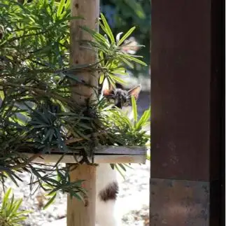 とびすぎるネコ　　ともさん