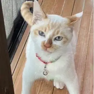 残像すぎるネコ　　おげんちゃんさん