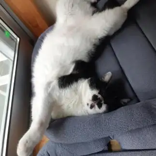 犬すぎるネコ　　うっちーさん
