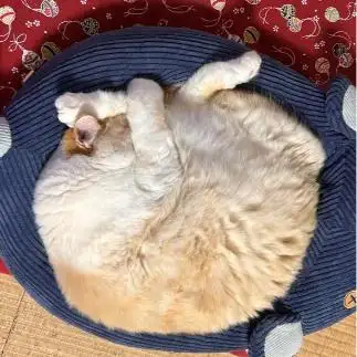 マスクメロンすぎるネコ　　にゃーさん