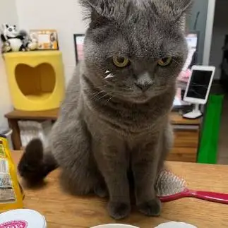 ヨーグルト盗み食いしすぎるネコ　　スジコスジオさん