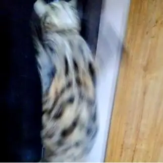 羽ばたけ！…フクロウすぎるネコ　　油猫丸さん