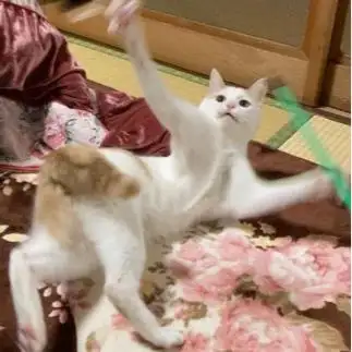 おもちゃに必死すぎるネコ　　むぎさん