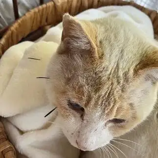 針治療しすぎるネコ　　sプラザさん