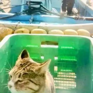待ってたにゃん魚市場に出発～…狙いは鮮魚すぎるネコ　　油猫丸さん