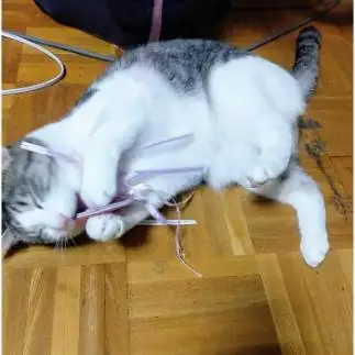 嬉しすぎるネコ　　しゅんさん