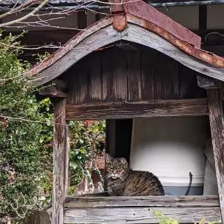 猫神様すぎるネコ　　カンさん