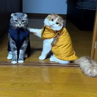 仲良しすぎるネコ　　もちらてさん