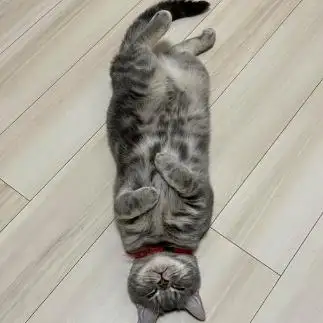 タラコ過ぎる猫すぎるネコ　　ほくほくさん