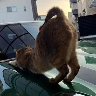 後姿悩ましすぎるネコ　　えいこ8さん