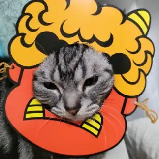 怒った鬼すぎるネコ　　みぃさん
