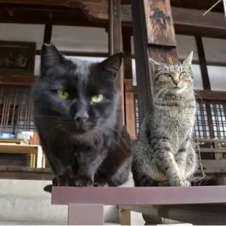 遠近感がありすぎるネコ　　ままめろんさん