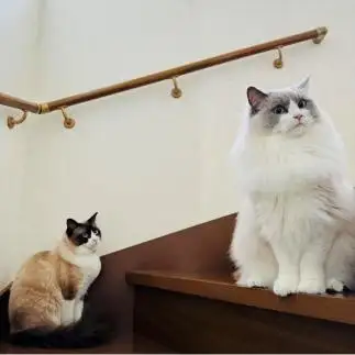 デカすぎる猫と小さすぎるネコ　　 dollyさん
