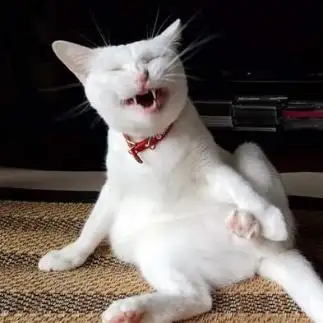 脚の匂いがキツすすぎるネコ　　いのもんさん