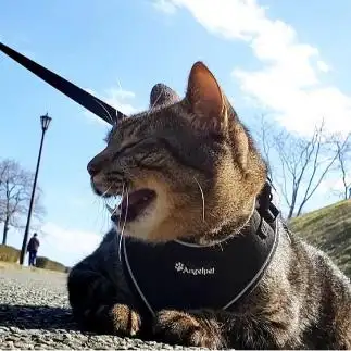 進撃の巨猫すぎるネコ　　トラさん