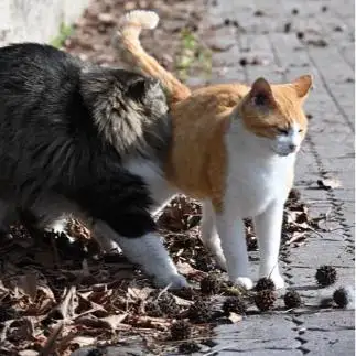 猫吸いしすぎるネコ　　miyasatoさん