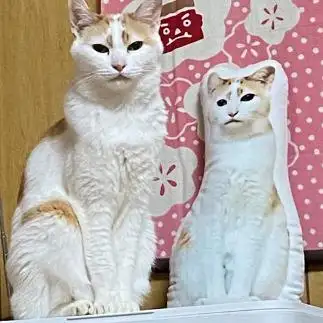 真顔すぎるネコ　　まささん