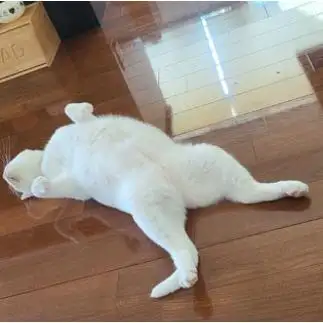 おねだりがすぎるネコ　　いのもんさん