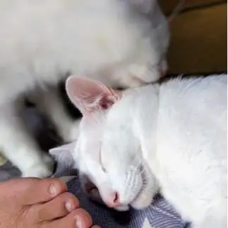 爺ちゃんの足臭い…しっかりしろっ気絶寸前すぎるネコ　　油猫丸さん