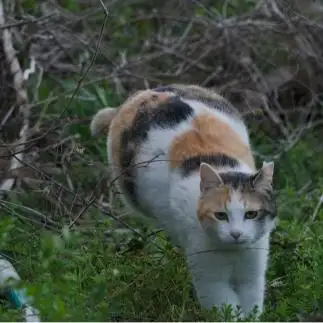 おしりがまんまるすぎるネコ　　ｎｅｚｕさん